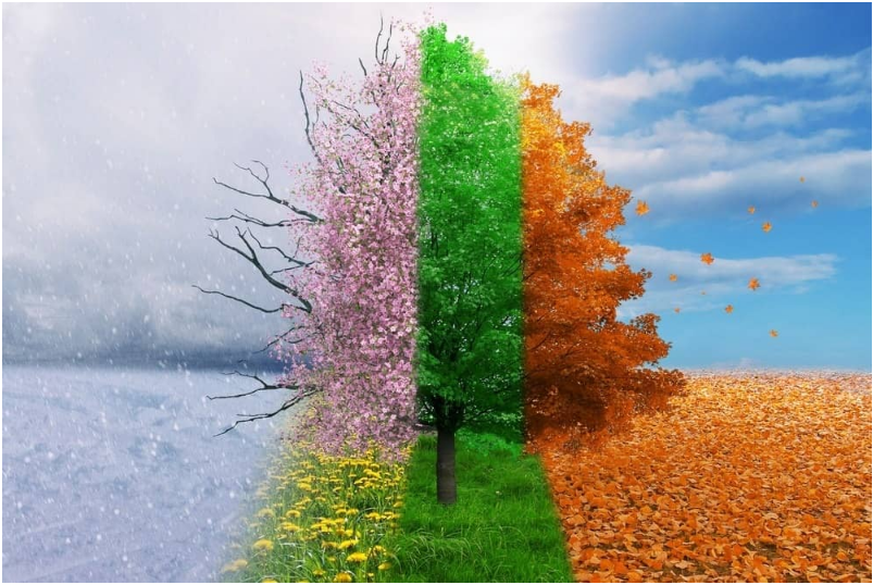 An image of a tree in three different FORMS: Cherry Blossom, green leaves, and orange leaves to reflect the seasons